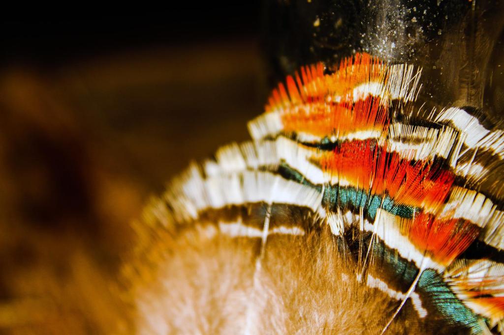 Honouring the First Nations on Canada's National Indigenous Peoples Day.